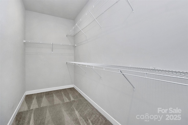 spacious closet featuring carpet floors