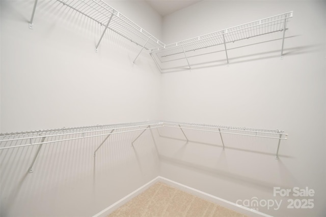 walk in closet featuring carpet flooring