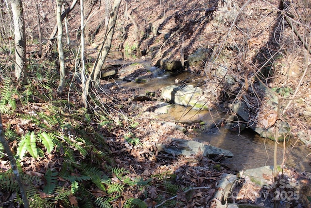 view of local wilderness