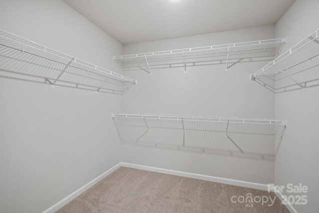 walk in closet featuring carpet floors