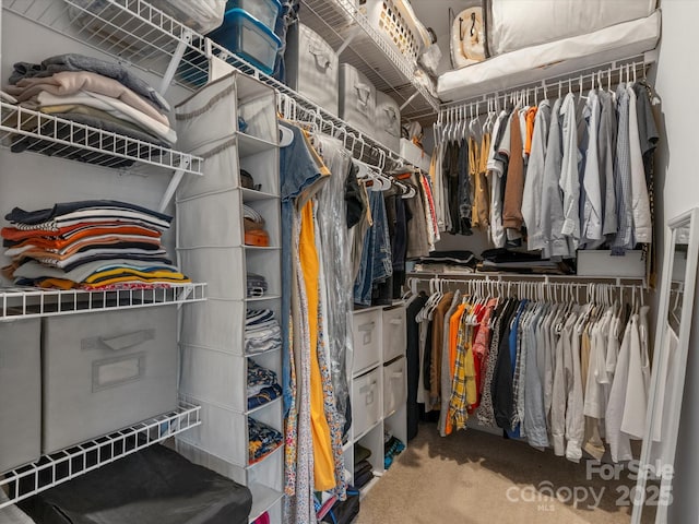 walk in closet featuring carpet