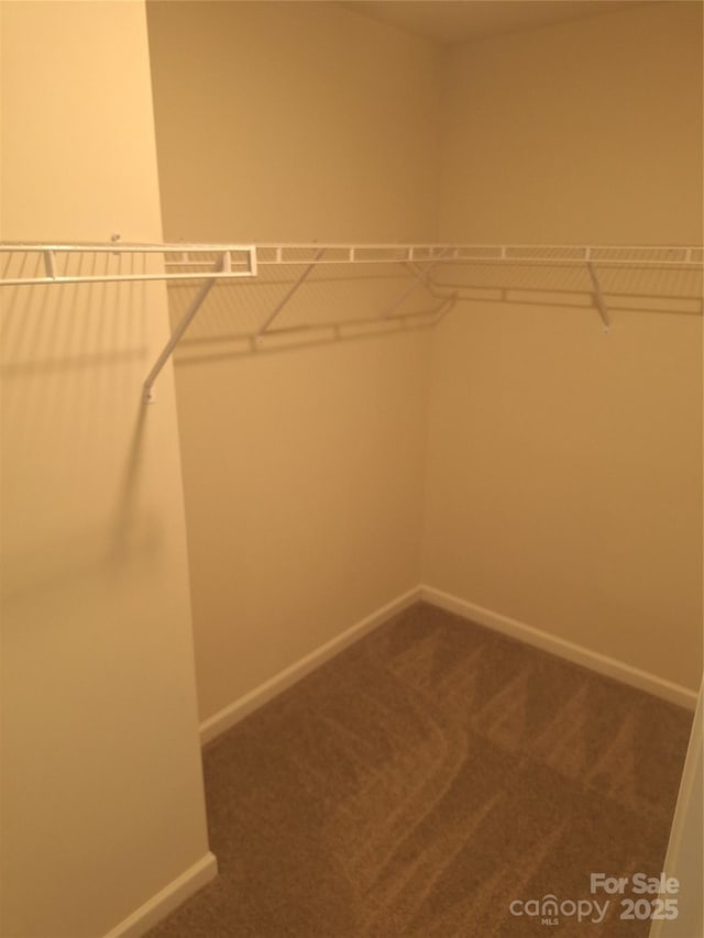 spacious closet featuring carpet flooring