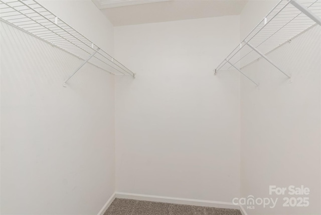 spacious closet featuring carpet floors