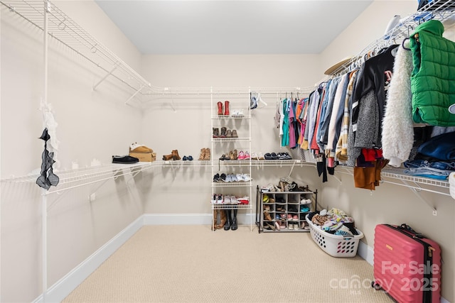 walk in closet featuring carpet flooring