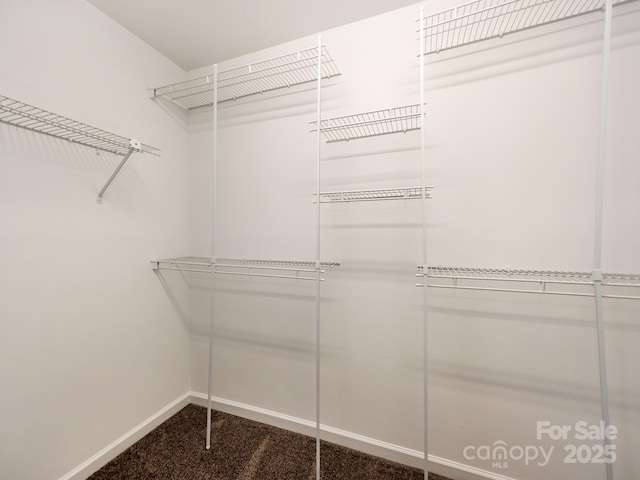 walk in closet with carpet floors