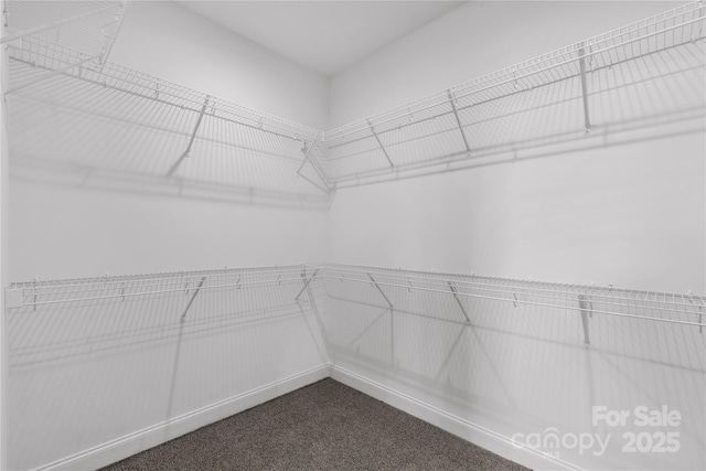 walk in closet with carpet flooring