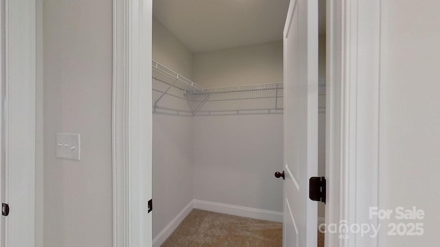 walk in closet featuring carpet floors