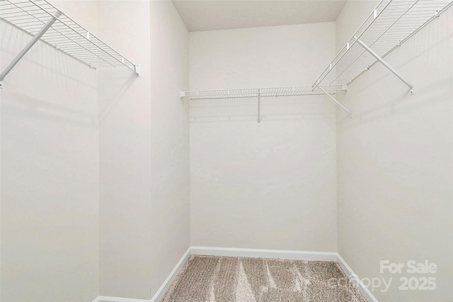 spacious closet featuring carpet floors