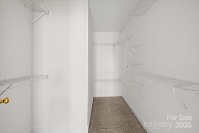 walk in closet with carpet floors