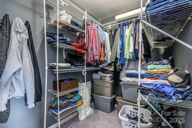 spacious closet featuring carpet flooring