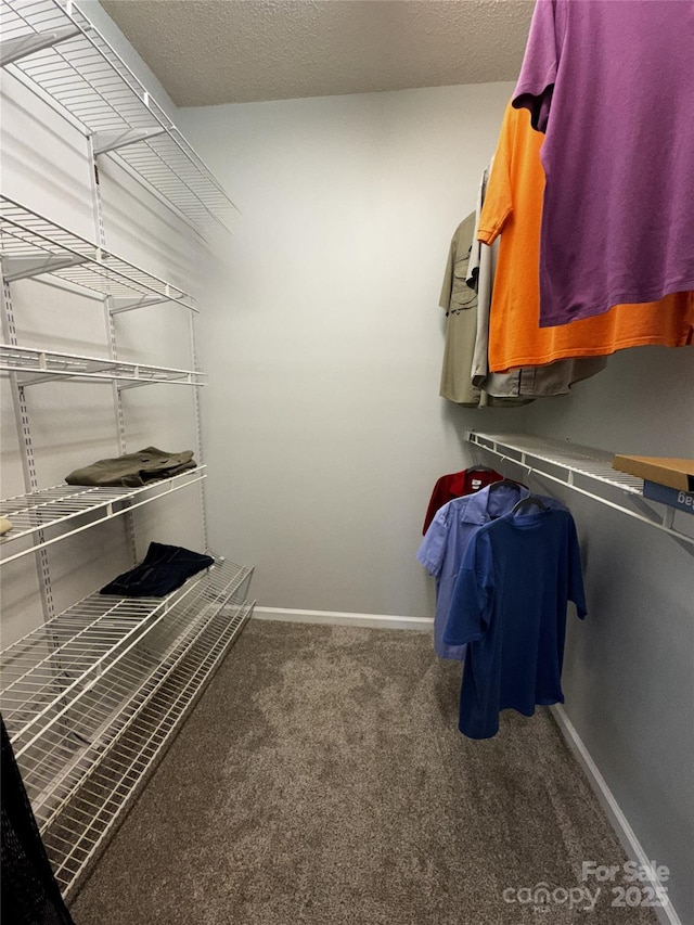 spacious closet featuring carpet flooring