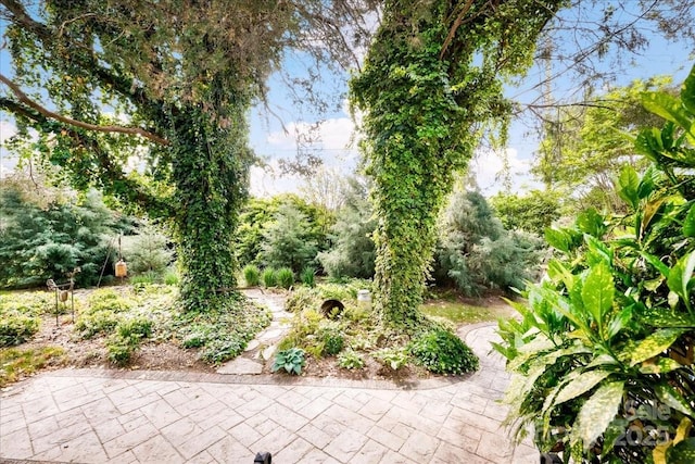 view of yard with a patio area