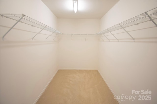 spacious closet featuring carpet floors