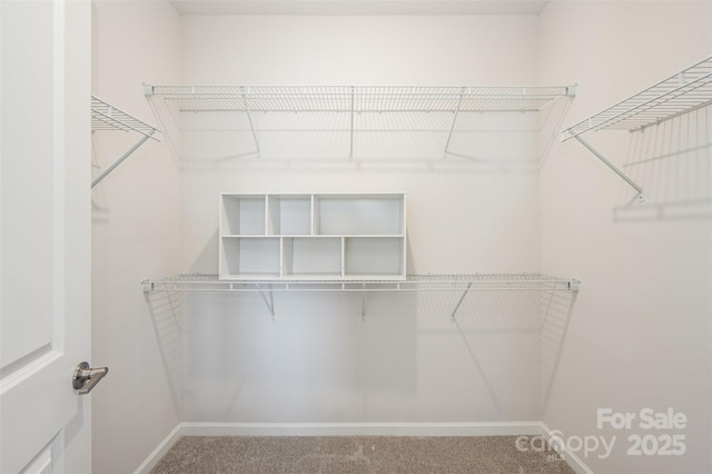 spacious closet featuring carpet floors