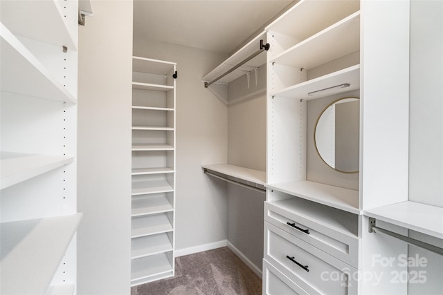 spacious closet featuring carpet