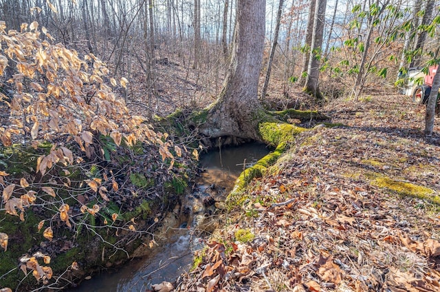 view of local wilderness