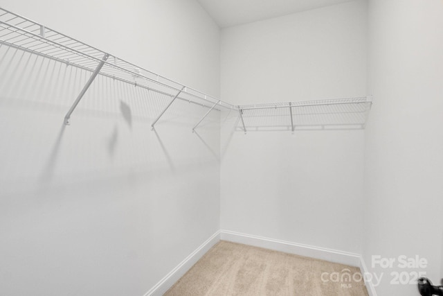 walk in closet with carpet floors