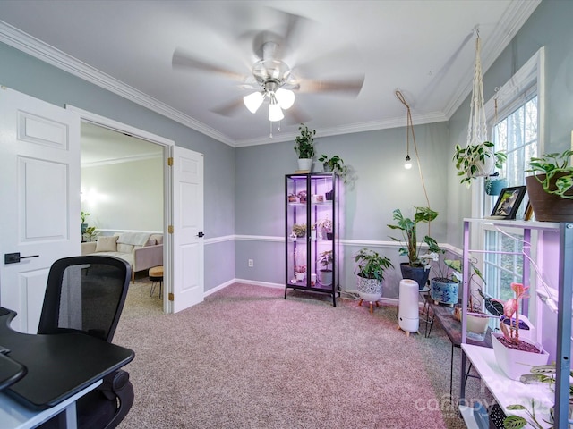 office featuring ceiling fan, carpet, and crown molding