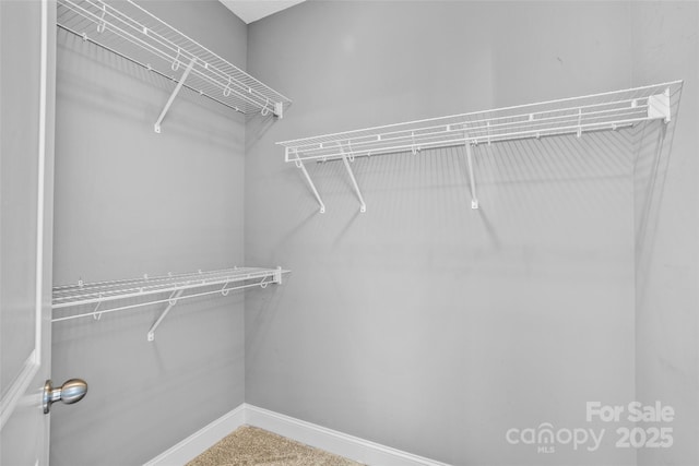 spacious closet featuring carpet