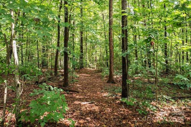 view of local wilderness