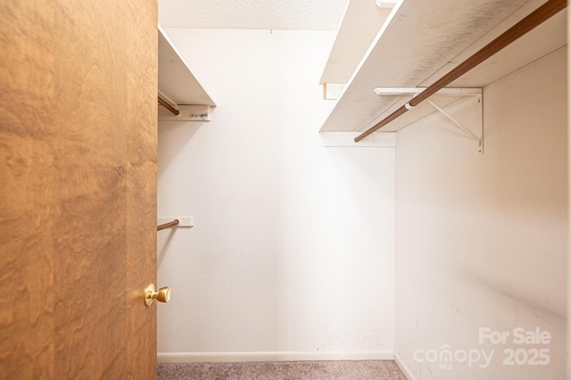 walk in closet with carpet floors