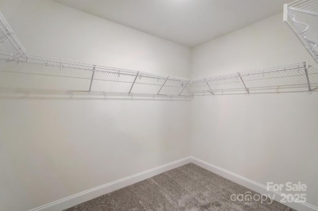 spacious closet featuring carpet floors