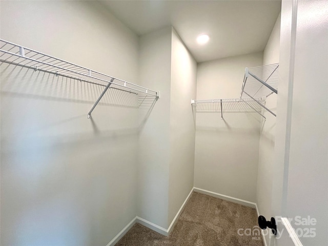 129 Sharon Rd, York, SC 29745 - walk in closet featuring carpet flooring