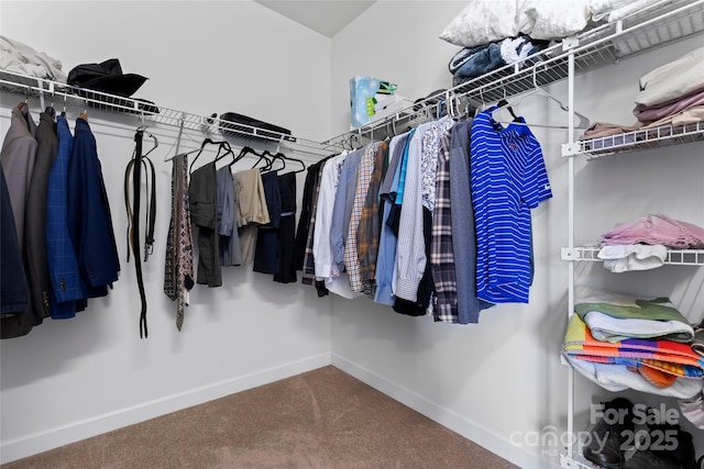 walk in closet with carpet flooring