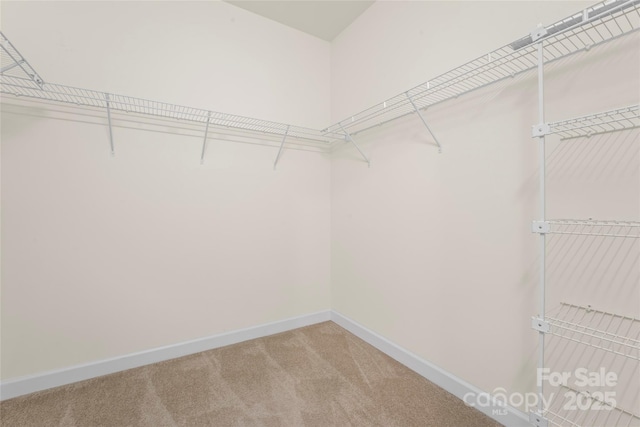 walk in closet featuring carpet floors
