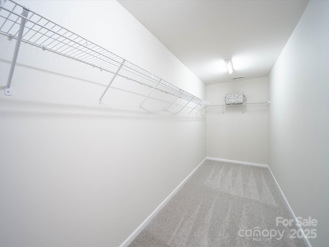 spacious closet featuring carpet