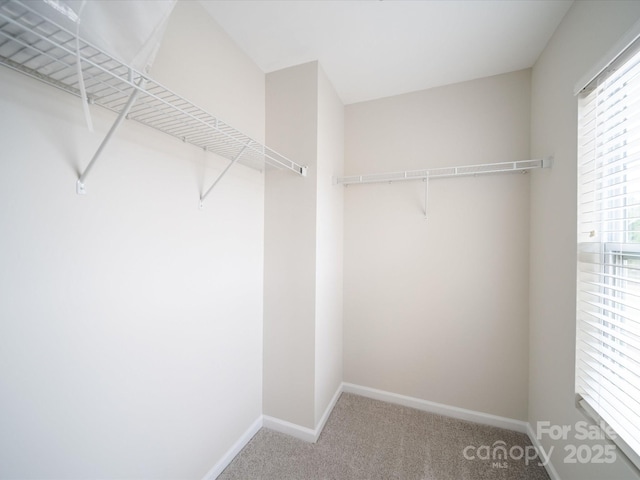 spacious closet with carpet flooring