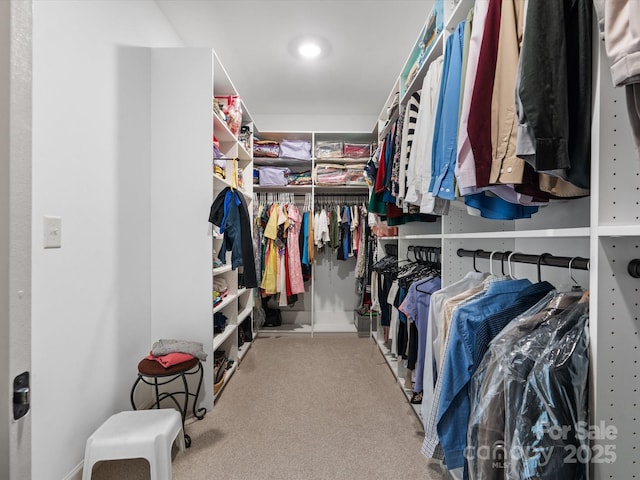 walk in closet featuring carpet flooring