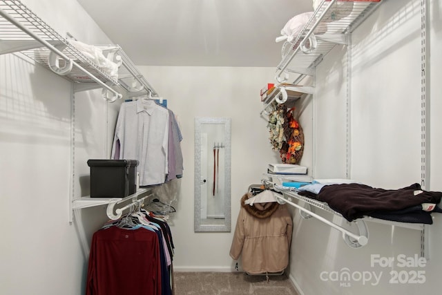 walk in closet with carpet floors