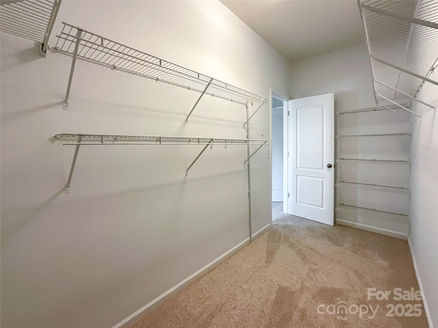 spacious closet featuring carpet flooring