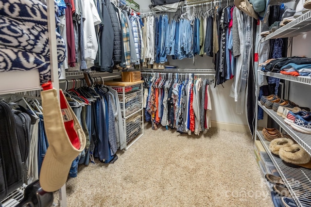 spacious closet featuring carpet