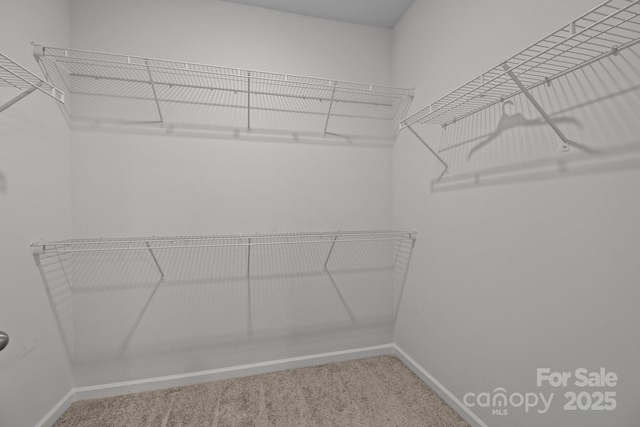 walk in closet featuring carpet floors