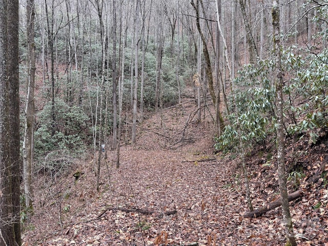 view of local wilderness