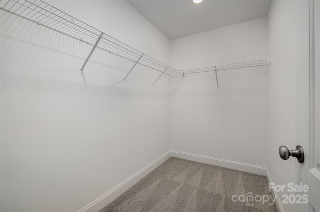 walk in closet with carpet flooring