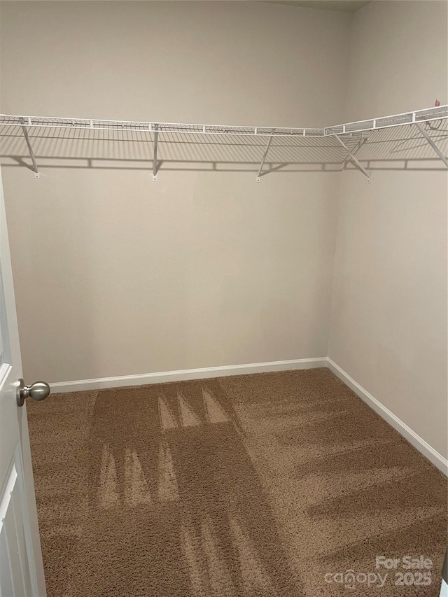 spacious closet featuring carpet