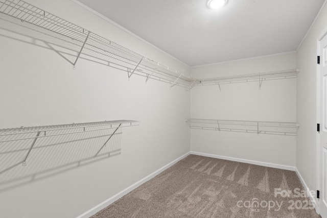 walk in closet with carpet