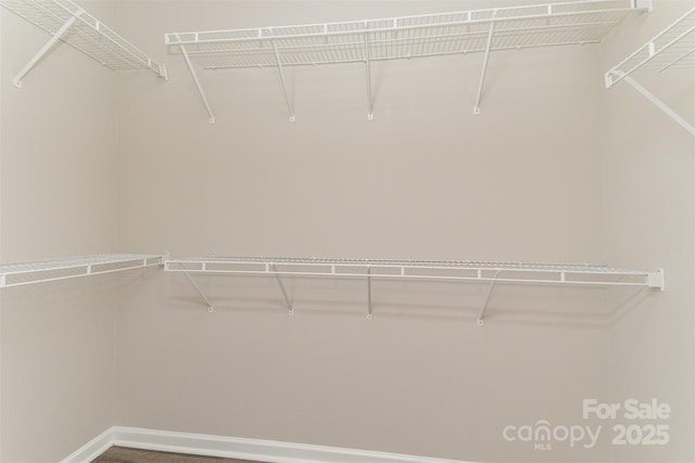 walk in closet with carpet floors