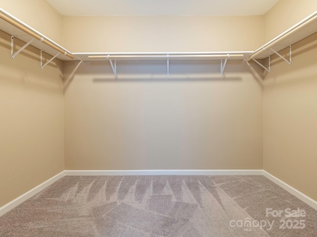 spacious closet featuring carpet flooring