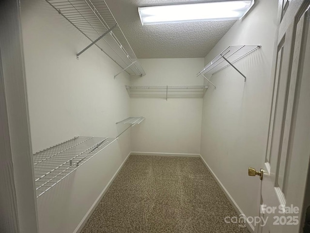 walk in closet with carpet floors