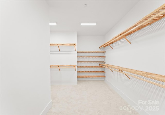 spacious closet featuring carpet flooring