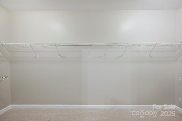 walk in closet with carpet floors