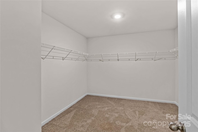 walk in closet with carpet