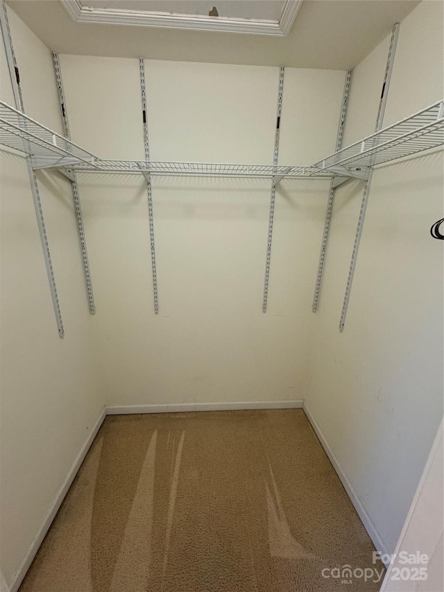 spacious closet with carpet floors