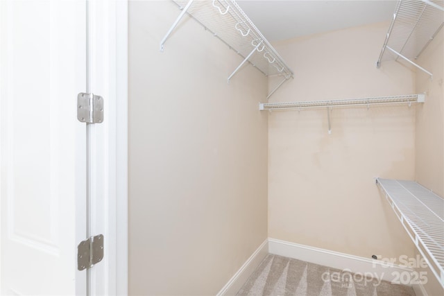 spacious closet featuring carpet floors