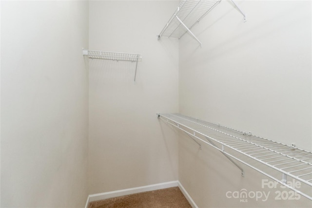 walk in closet featuring carpet flooring