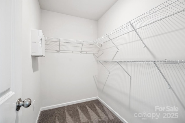 spacious closet featuring carpet flooring